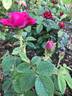 Old Red Moss rose photo