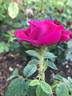 Old Red Moss rose photo