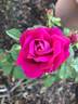 Old Red Moss rose photo