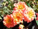 Penny Candy ™ rose photo