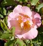 Lady of the Dawn rose photo