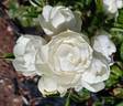 Sneprinsesse ® rose photo