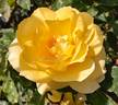 Madame Marie Curie rose photo