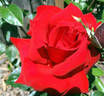 Peak Performance rose photo