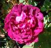 Rose du Roi rose photo