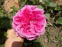 Heinrich Schultheis rose photo