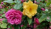 The Magician rose photo