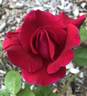 Queen Bee rose photo