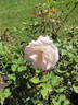 G. Nabonnand rose photo