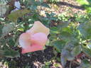 G. Nabonnand rose photo
