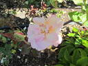 G. Nabonnand rose photo