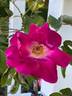 Noella Nabonnand rose photo