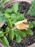 Molly Sharman-Crawford rose photo