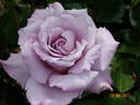 Eminence ® rose photo