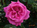 Lady Like rose photo