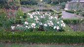 Tangles rose photo