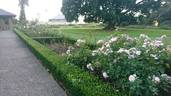 Tangles rose photo