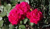 Karl Herbst rose photo