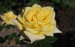 Citrina rose photo