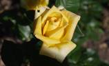 Citrina rose photo