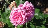 Gruppenkönigin rose photo