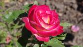 Neue Revue ® rose photo