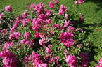 Elizabeth Hassefras rose photo