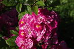 Elizabeth Hassefras rose photo