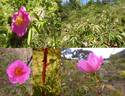 Basye's Amphidiploid rose photo