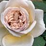 Great Gatsby rose photo