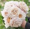Great Gatsby rose photo