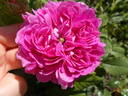 Pergolèse rose photo
