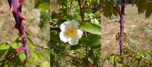 <i>Rosa leschenaultiana</i> (Redouté rose photo