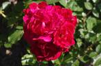 Heidefeuer rose photo