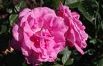 Lady Like rose photo