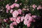 Bella Rosa ® rose photo
