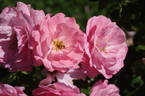 Bella Rosa ® rose photo