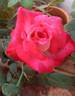 Rangoli rose photo