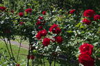 Santana rose photo
