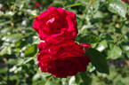 Santana rose photo
