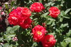 Orange Sensation ® rose photo
