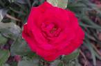 Senator Burda ® rose photo
