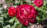 Rittertum rose photo