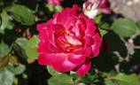 Rittertum rose photo