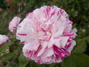 Gros Provins Panaché rose photo