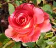 Emma Haftl rose photo