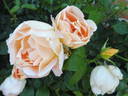 Coniston rose photo