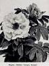 Madame Georges Bruant rose photo