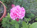 Georges Vibert rose photo