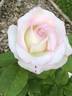 Cajun Moon rose photo